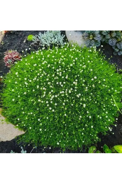 Sagina subulata Green Moss у саду